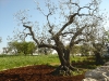 S0910_0112_forum_Arbre_01