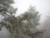 S0910_0112_forum_Arbre_02