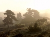 S0910_0112_forum_Arbre_03