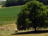 S0910_0112_forum_Arbre_05