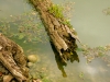 S0910_0112_forum_Arbre_06