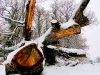 S0910_0112_forum_Arbre_10