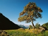 S0910_0112_forum_Arbre_14