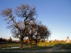 S0910_0112_forum_Arbre_16