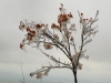 S0910_0112_forum_Arbre_17