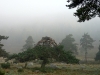S0910_0112_forum_Arbre_18