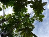 S0910_0112_forum_Arbre_23