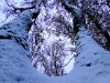 S0910_0112_forum_Arbre_24