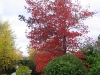 S0910_0112_forum_Arbre_25