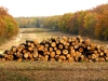 S0910_0112_forum_Arbre_28