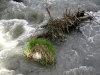 Photo  (12)