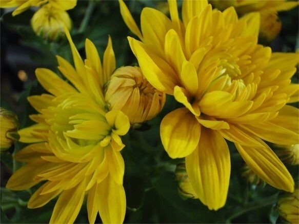 Jaune