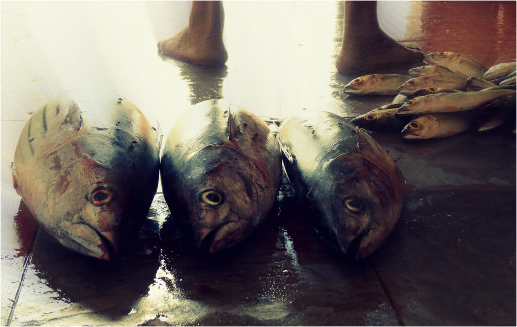 1415 Forum Poisson 1