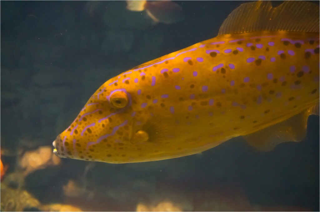 1415 Forum Poisson 11
