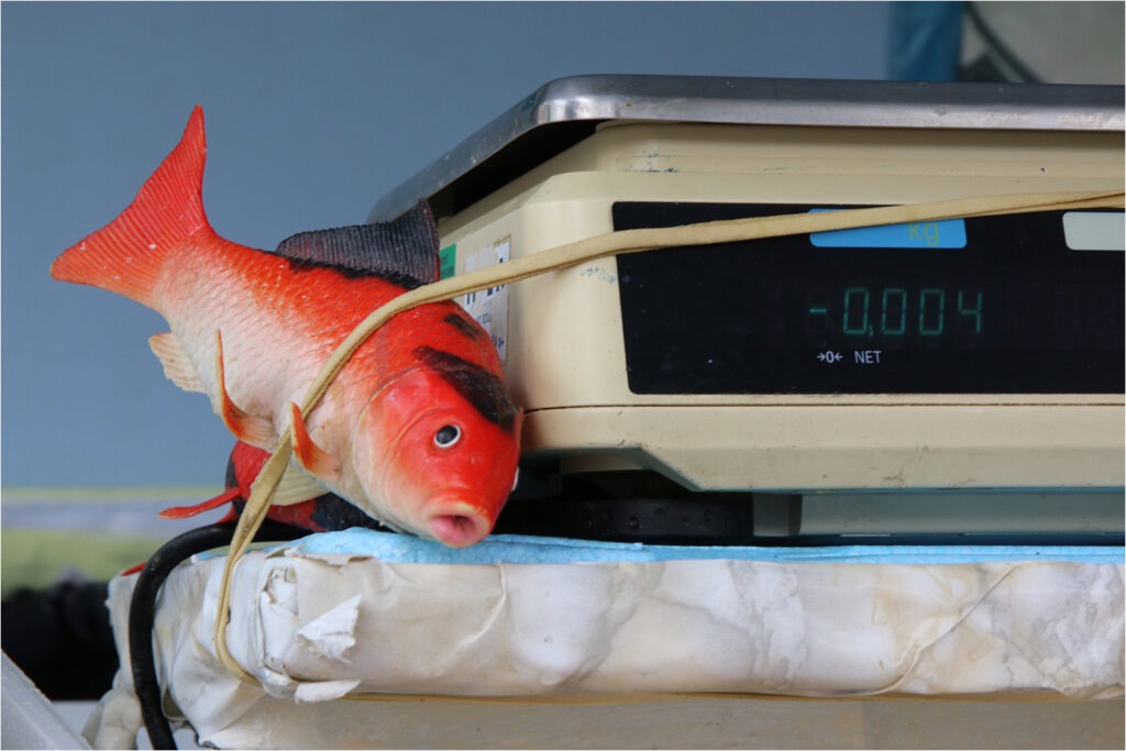 1415 Forum Poisson 13