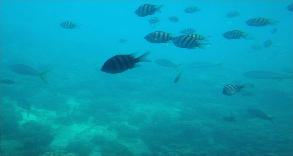 1415 Forum Poisson 15