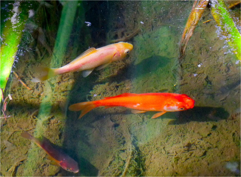 1415 Forum Poisson 18