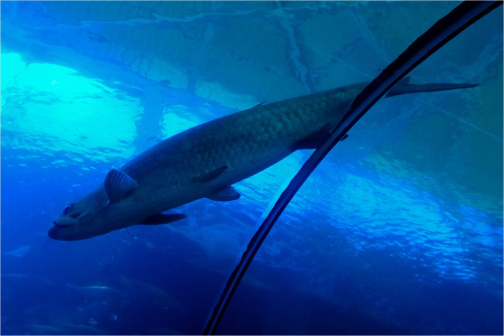 1415 Forum Poisson 19