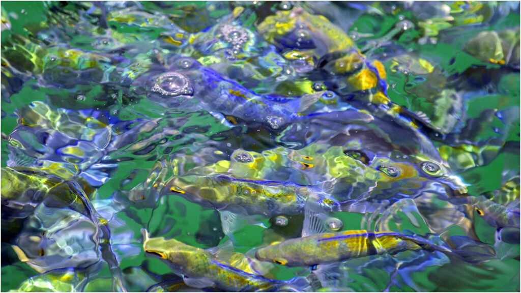 1415 Forum Poisson 2