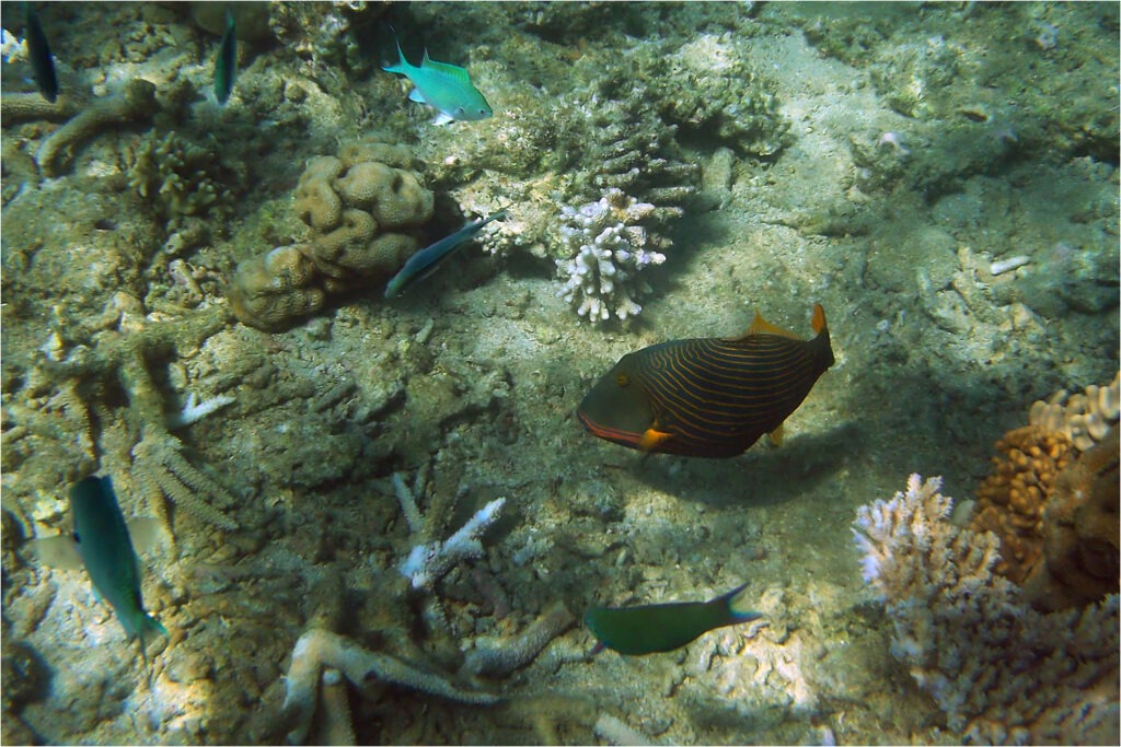 1415 Forum Poisson 4