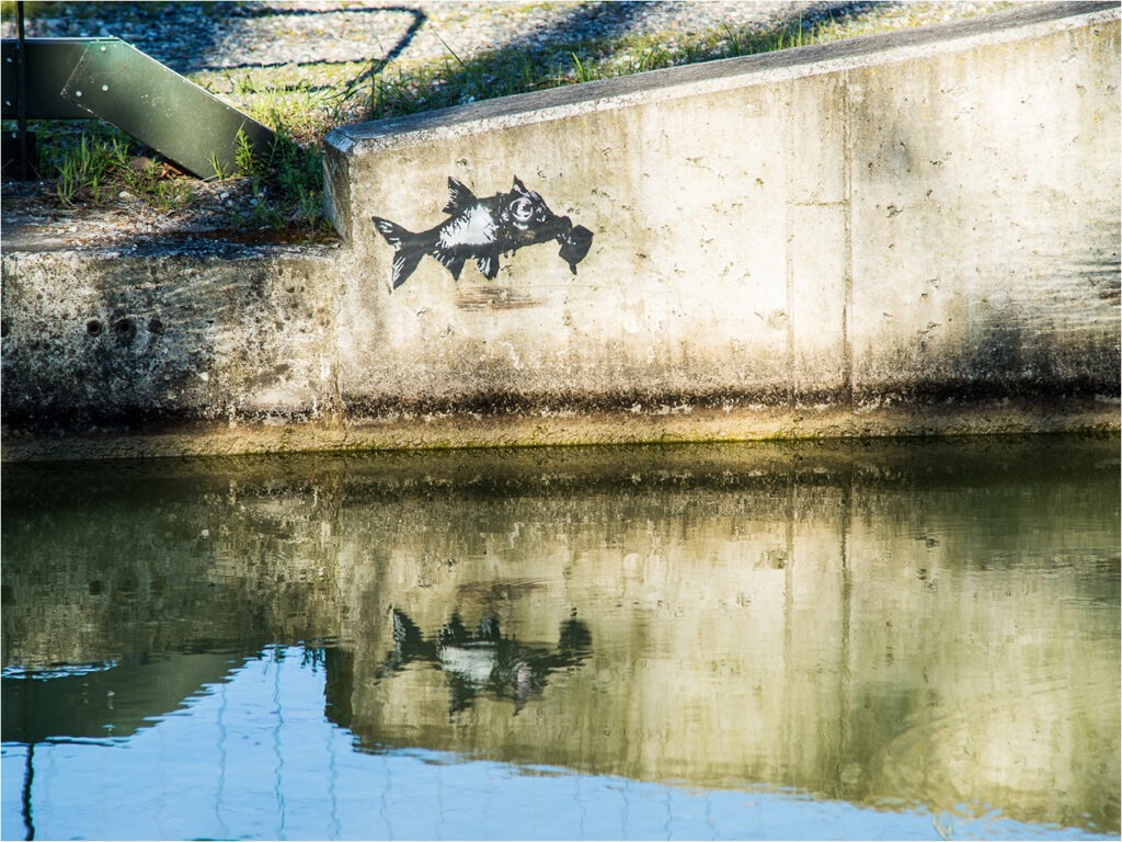 1415 Forum Poisson 8