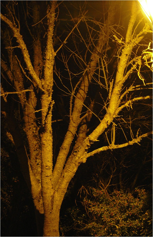 1516 Forum Lumiere 8