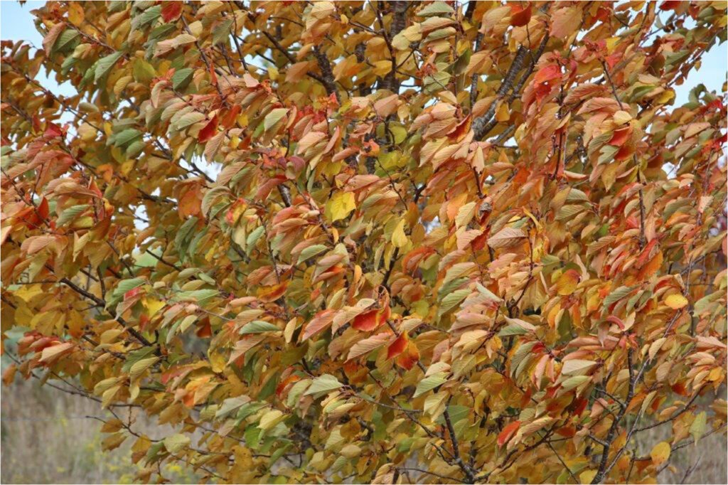 1519 Forum Meteo 01