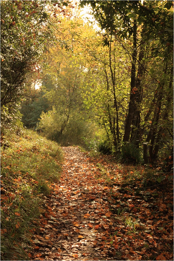 1617 Forum Automne 01