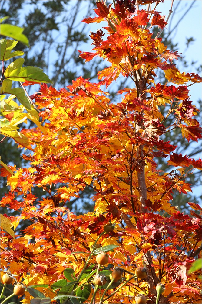 1617 Forum Automne 02