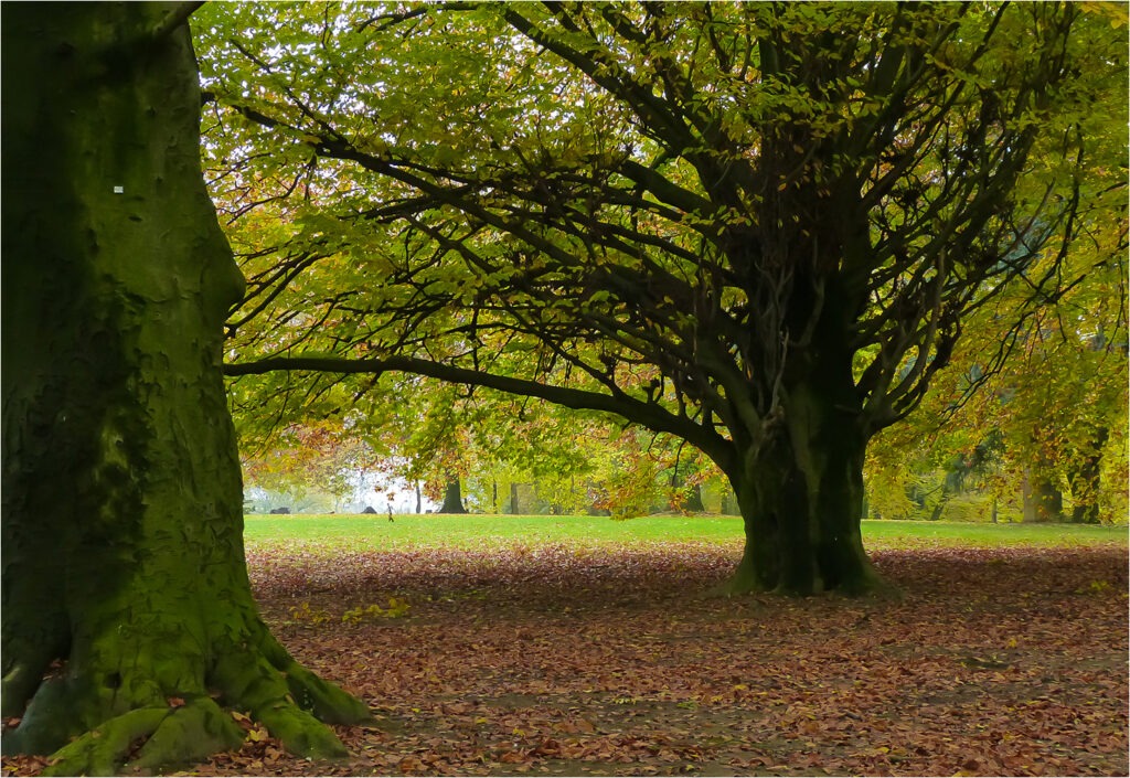 1617 Forum Automne 06