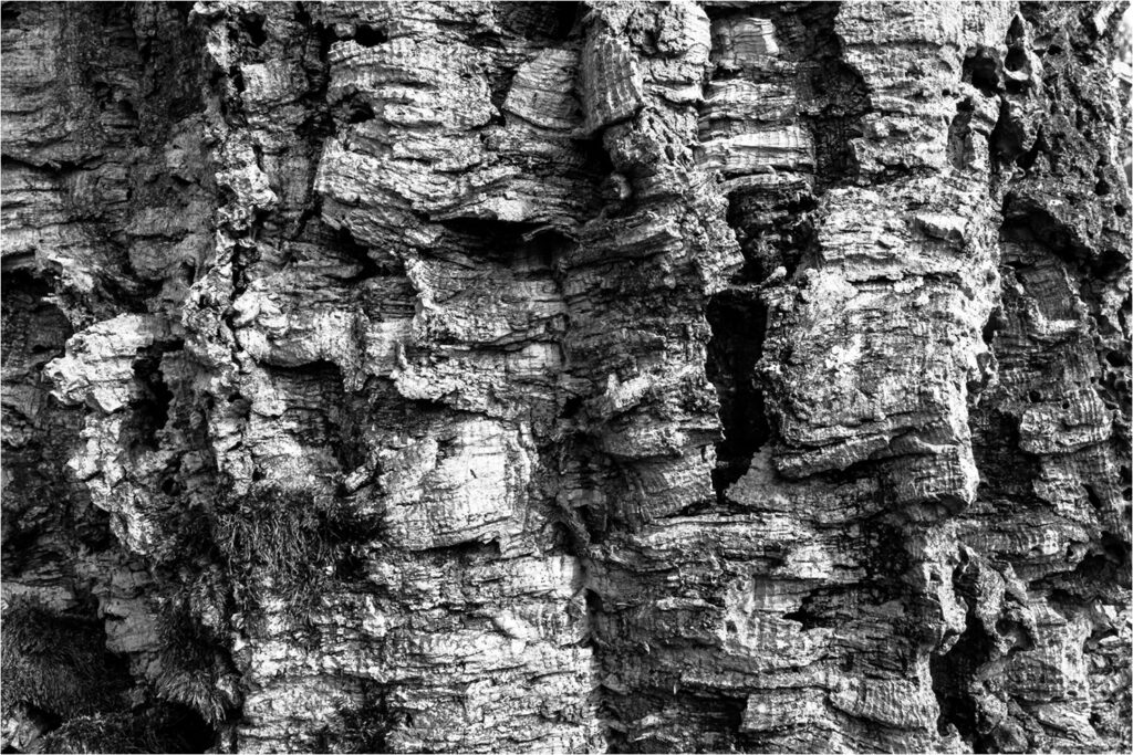 1718 Forum Texture1 12