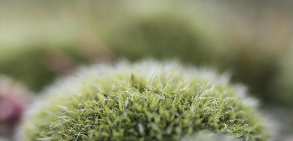 1718 Forum Texture1 2