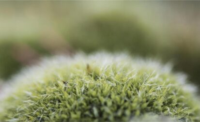 1718 Forum Texture1 2