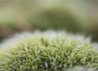 1718 Forum Texture1 2