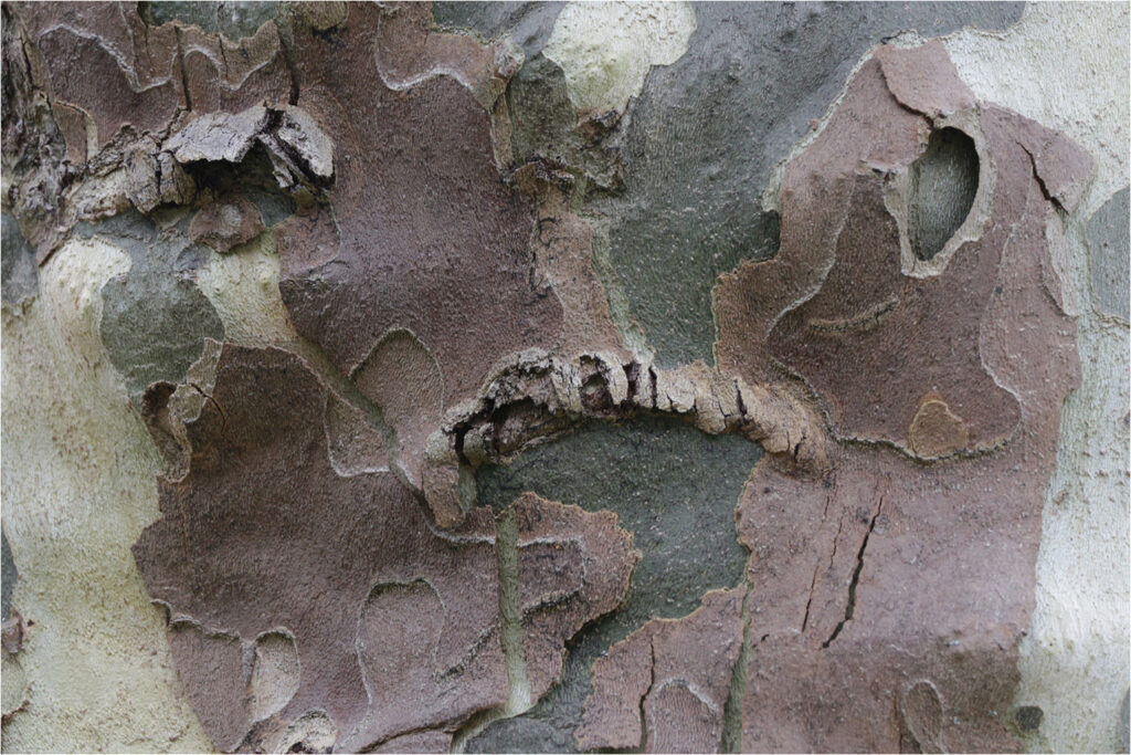 1718 Forum Texture2 14
