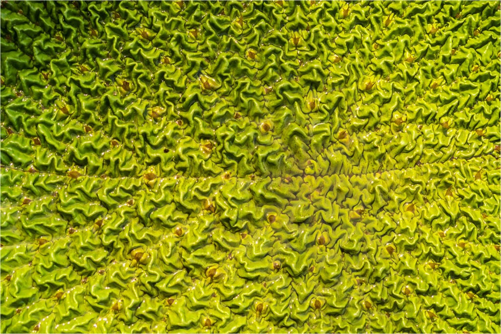 1718 Forum Texture2 4