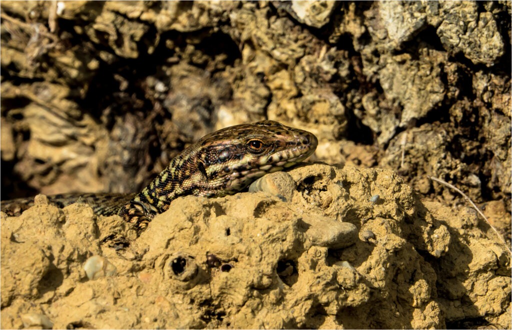 1718 Forum Texture2 5