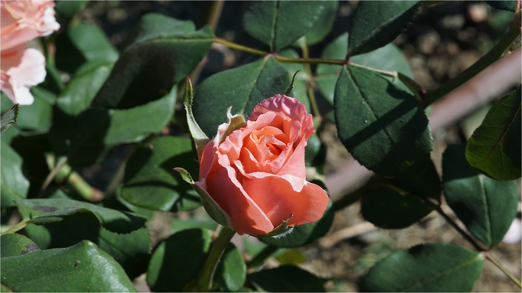 1819 Rallye Rose 8