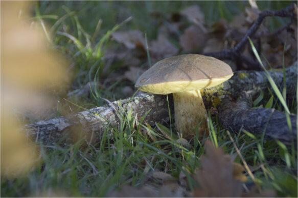 Promenons nous dans les bois… (ou pas)