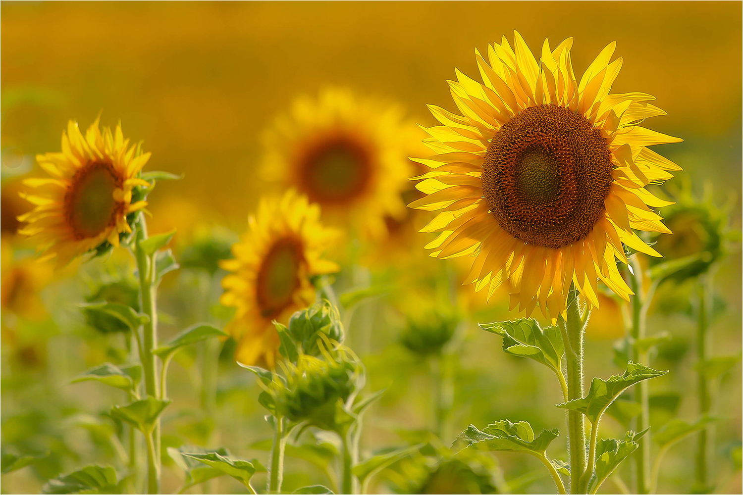 Club Photo MJC Pibrac