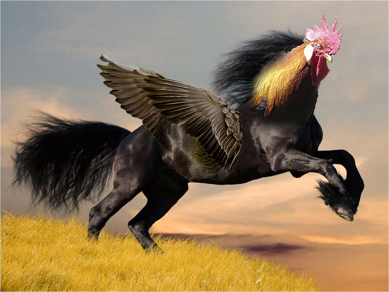 Club Photo MJC Pibrac