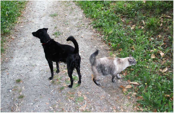 Comme chien et chat !