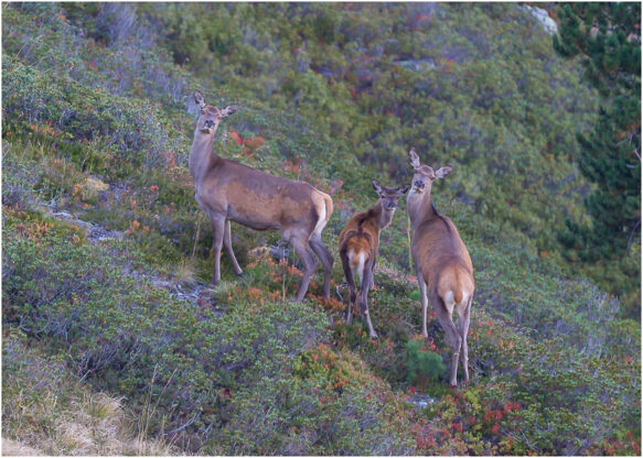 Brame du cerf (2016)