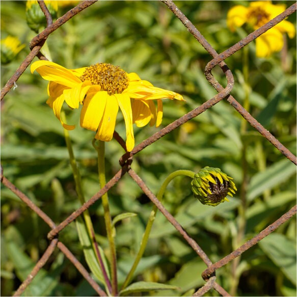 Clôture / Barrière