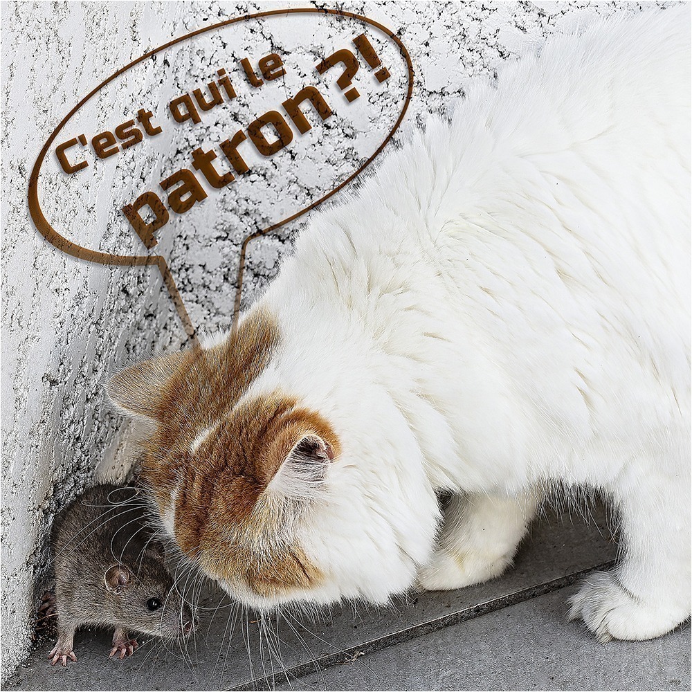 2425 CDV15 CEstQuiLeMeilleur 11